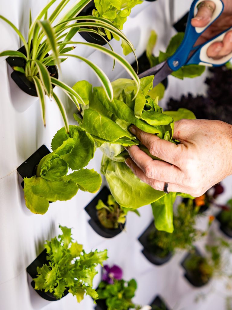 Hydroponic Growing System for  - Farming Zone review and price