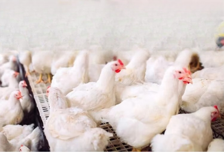 Portable 12000kcal/h Poultry B - Farming System & Sustainable Agriculture review and price