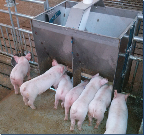 Stainless Steel Double Side Fe - Agriculture Farming And Livestock review and price