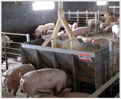 Stainless Steel Double Side Fe - Agriculture Farming And Livestock review and price